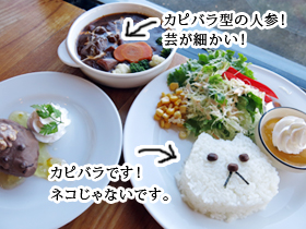 カピバラランチ