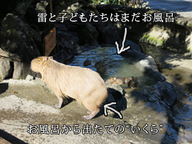 f_1401_photo_10.jpg湯あがりのいくら