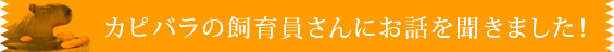 カピバラの飼育員さんにお話を聞きました!